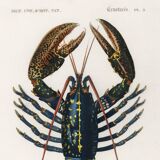 Poster about lobster, based on an old engraving from 1849.