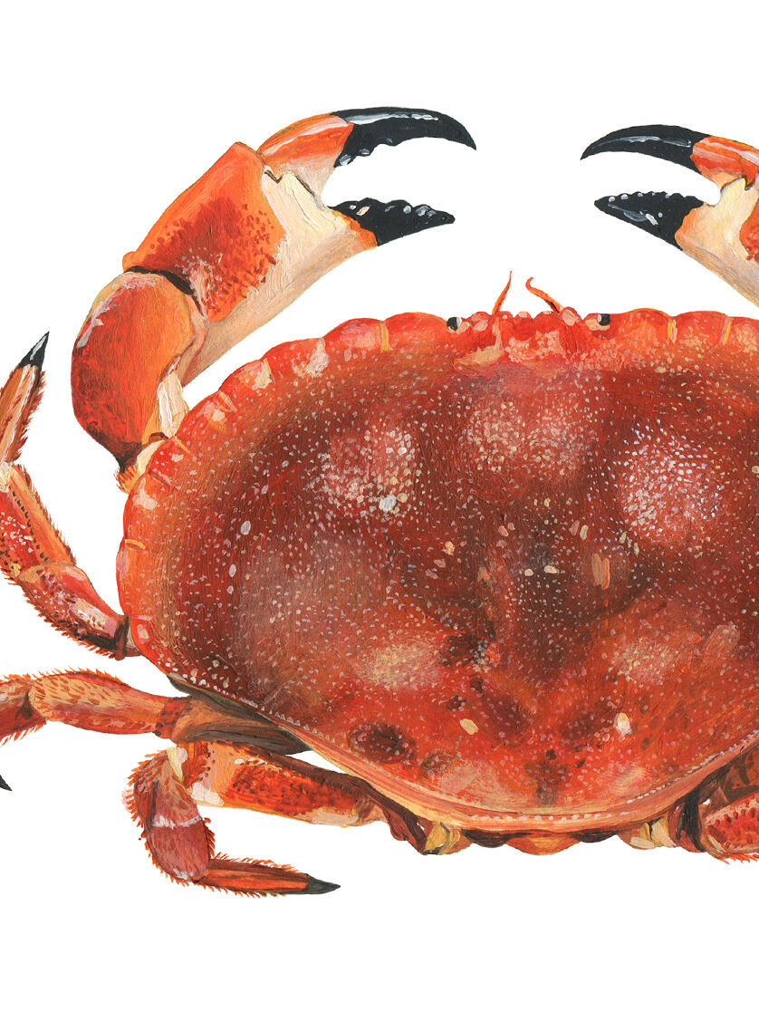 Billie, the crab, art print 20/30cm