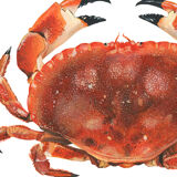 Billie, the crab, art print 20/30cm