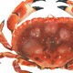 Billie, the crab, art print 20/30cm