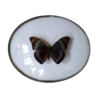 Papillon encadré