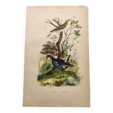 Gravure ancienne de 1839 -Le Pouillot - Planche oiseaux coloriée à la main