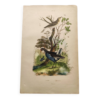 Antique engraving from 1839 - Le Pouillot - Hand-colored bird plate