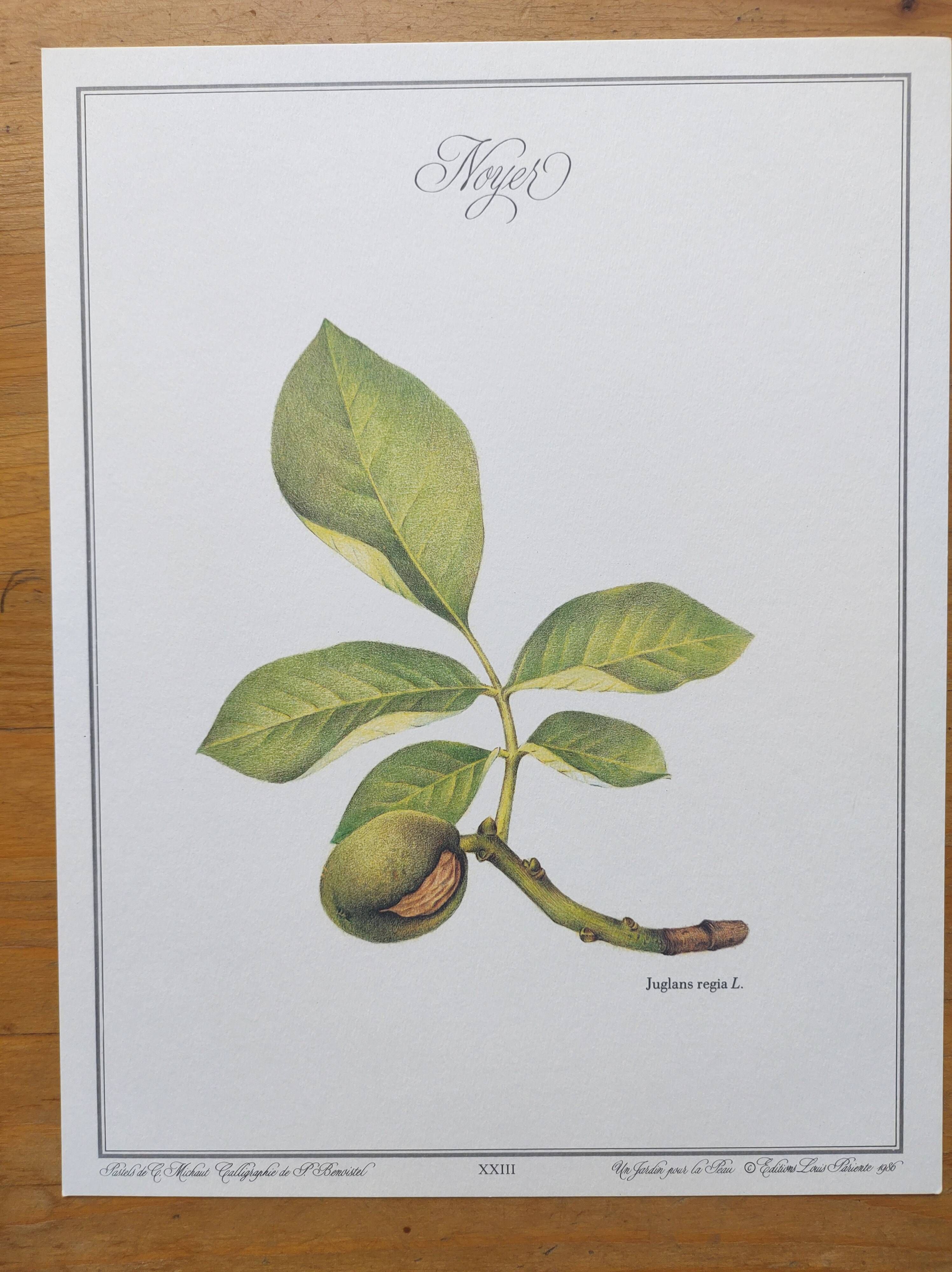 Botanical engraving -Walnut- Illustration of medicinal plants and herbs. Pastels by C. Michaut