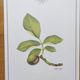 Botanical engraving -Walnut- Illustration of medicinal plants and herbs. Pastels by C. Michaut