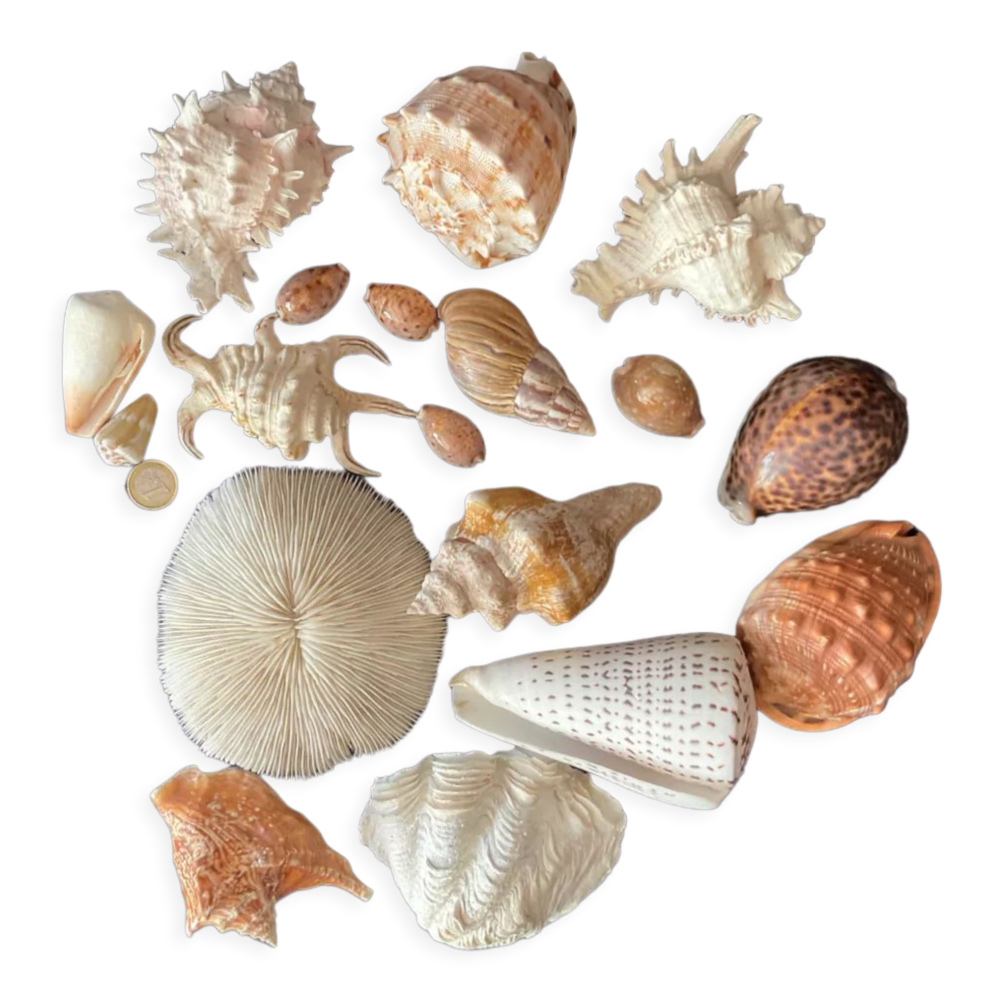 Shell Collection