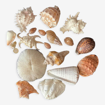 Shell Collection