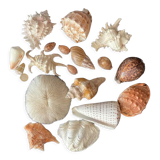 Collection coquillages