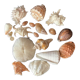 Shell Collection