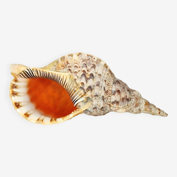 Shell Cornucopia