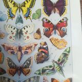 Lithograph on "European" butterflies from 1928