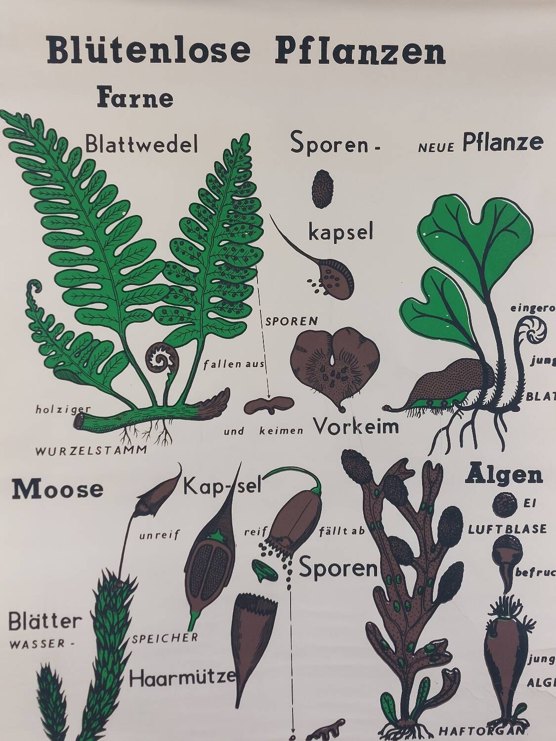 Vintage educational wall hanging roll chart biology