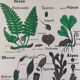 Vintage educational wall hanging roll chart biology