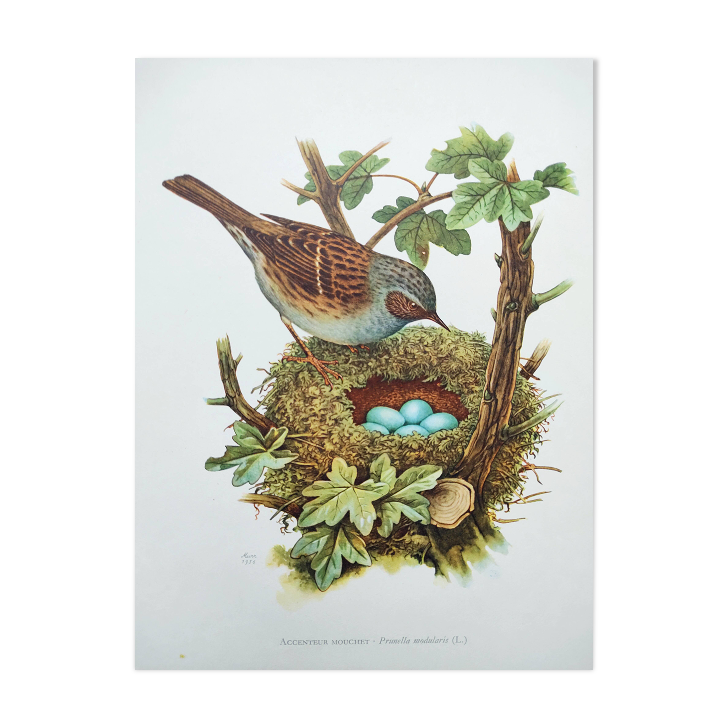 Old bird board 1960s - Mouchet accent - Zoological and ornithological illustration