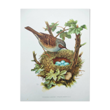 Old bird board 1960s - Mouchet accent - Zoological and ornithological illustration