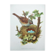 Planche oiseaux années 1960 - Accenteur Mouchet - Illustration zoologique et ornithologique