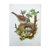 Planche oiseaux années 1960 - Accenteur Mouchet - Illustration zoologique et ornithologique
