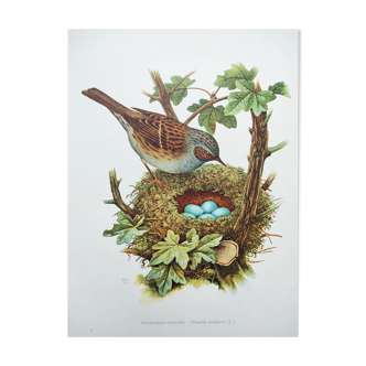Old bird board 1960s - Mouchet accent - Zoological and ornithological illustration