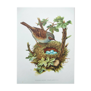 Old bird board 1960s - Mouchet accent - Zoological and ornithological illustration