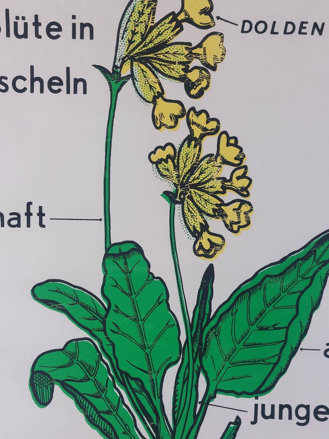 Vintage educational wall hanging roll chart biology plants botanical