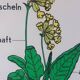 Vintage educational wall hanging roll chart biology plants botanical