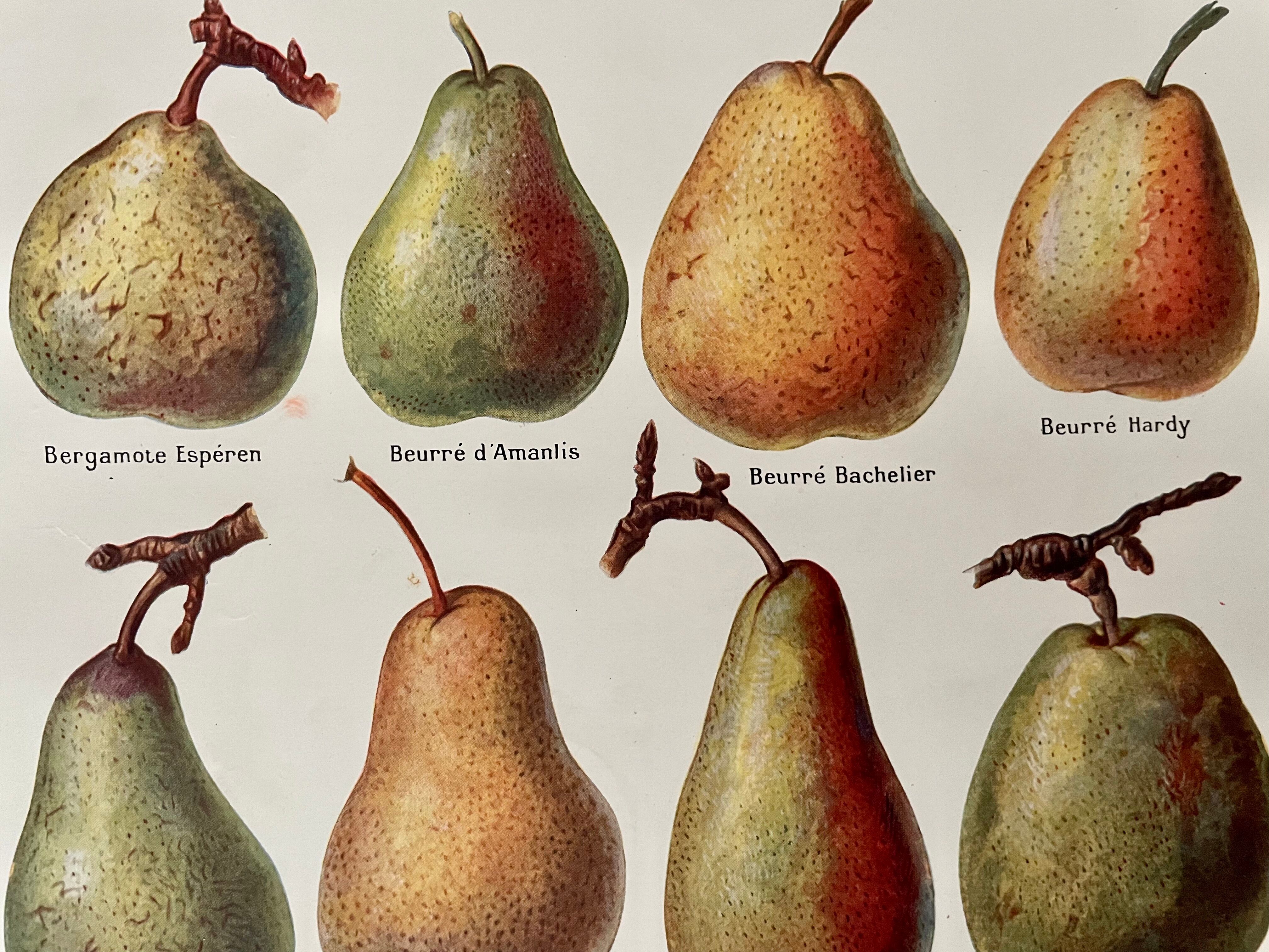 Lithograph on pears from 1921