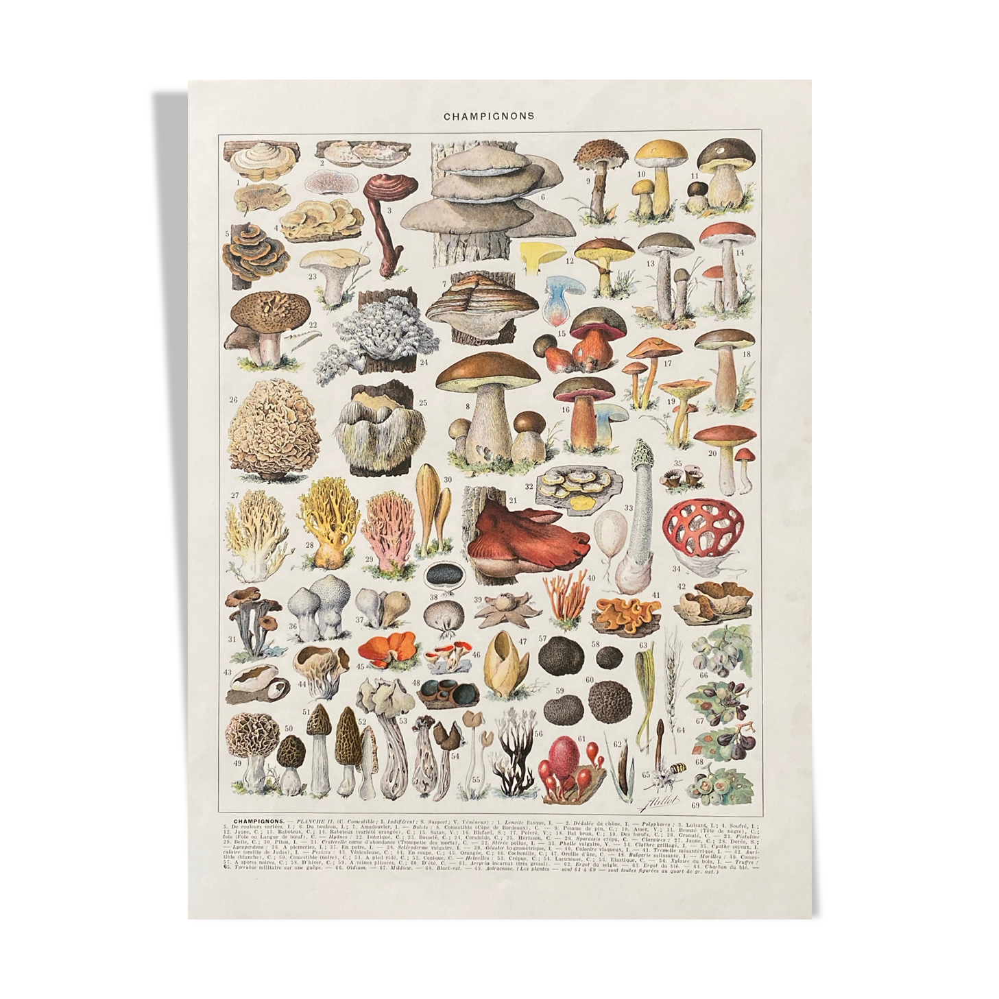 Old illustration Millot "Mushrooms"