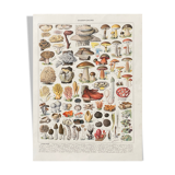 Old illustration Millot "Mushrooms"