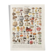 Old illustration Millot "Mushrooms"