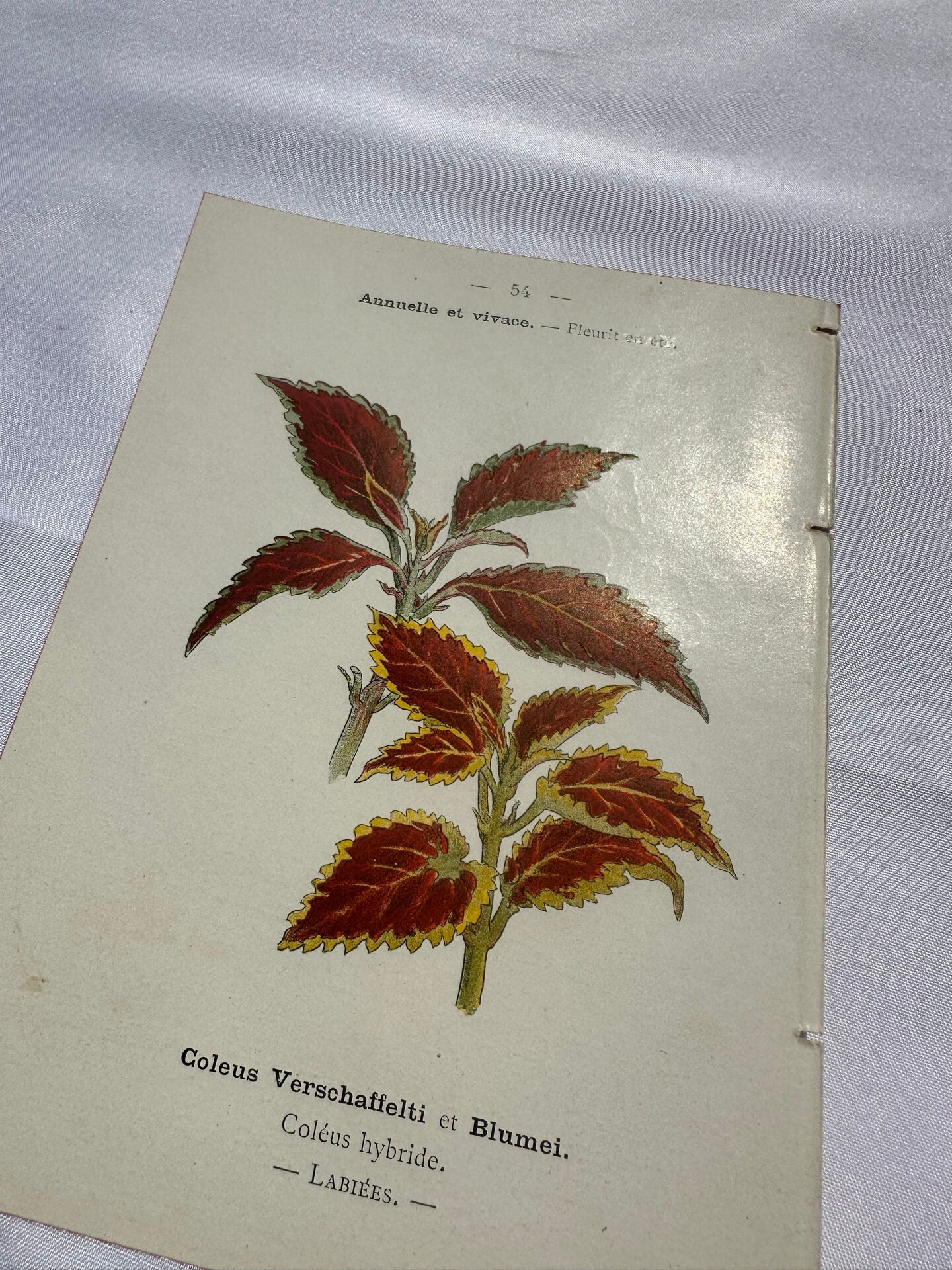 Planche botanique gravure florale naturaliste 19eme