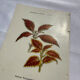 Planche botanique gravure florale naturaliste 19eme