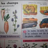 Poster school vintage MDI in the fields and garden 47 and 48