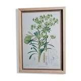 Botanical plate