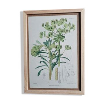 Botanical plate