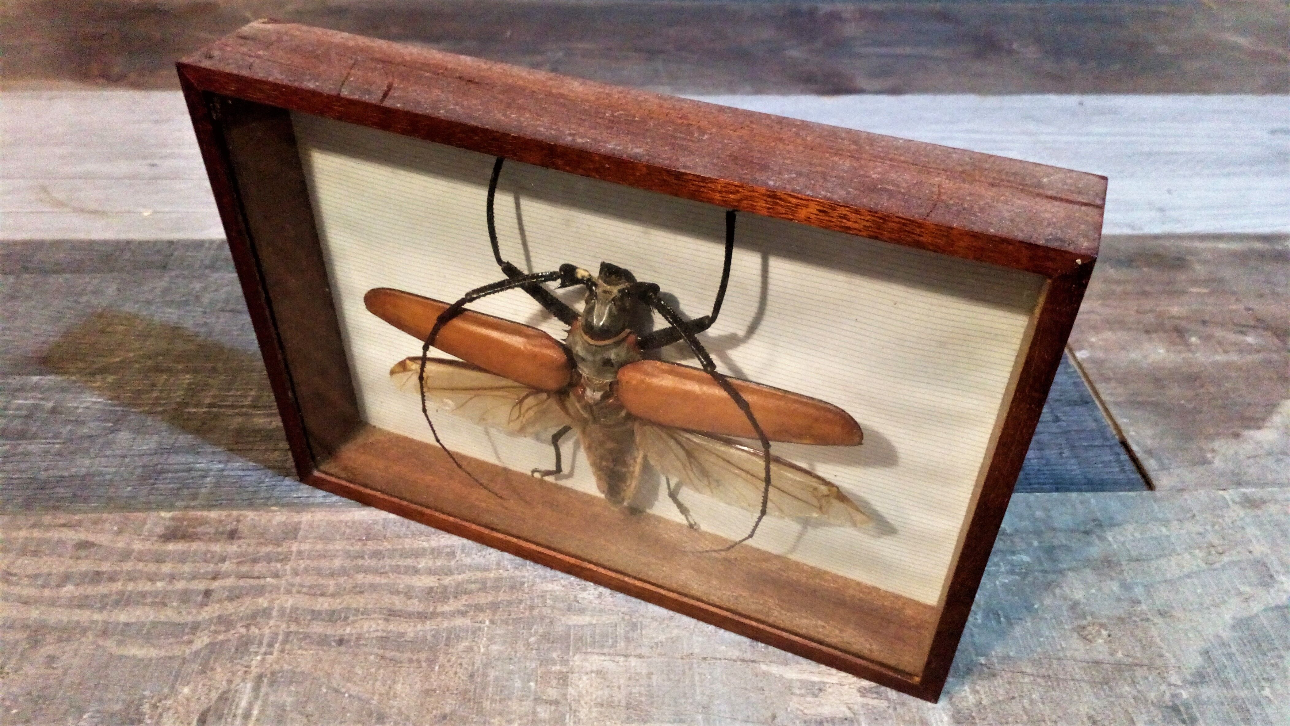 Insect frame Guyana 1960s