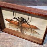 Insect frame Guyana 1960s