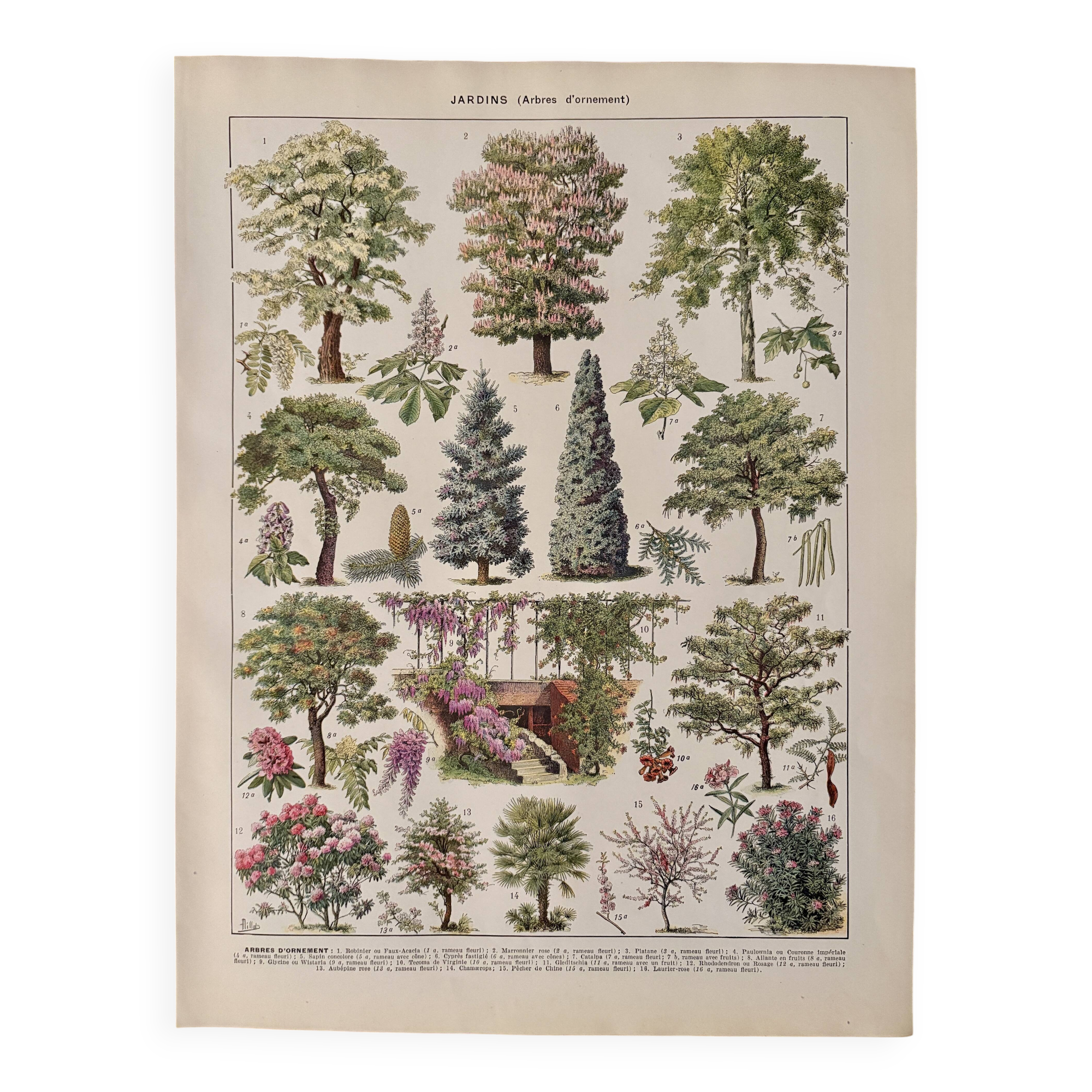 Lithograph on gardens (robinia) - 1930