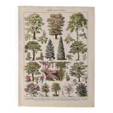 Lithograph on gardens (robinia) - 1930