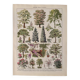 Lithograph on gardens (robinia) - 1930