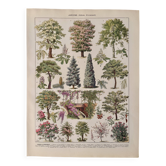 Lithograph on gardens (robinia) - 1930