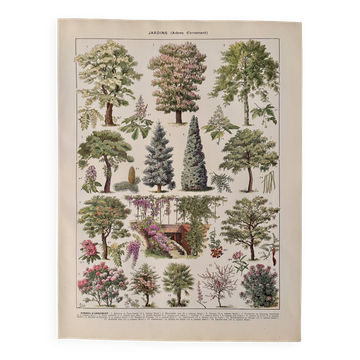 Lithographie sur les jardins (robinier) - 1930