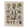 Lithograph on gardens (robinia) - 1930