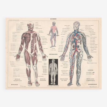 Planche ancienne sur le corps humain médecine 1898