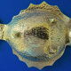 "Vintage" ashtray in bronze with golden natural patina representing a fish