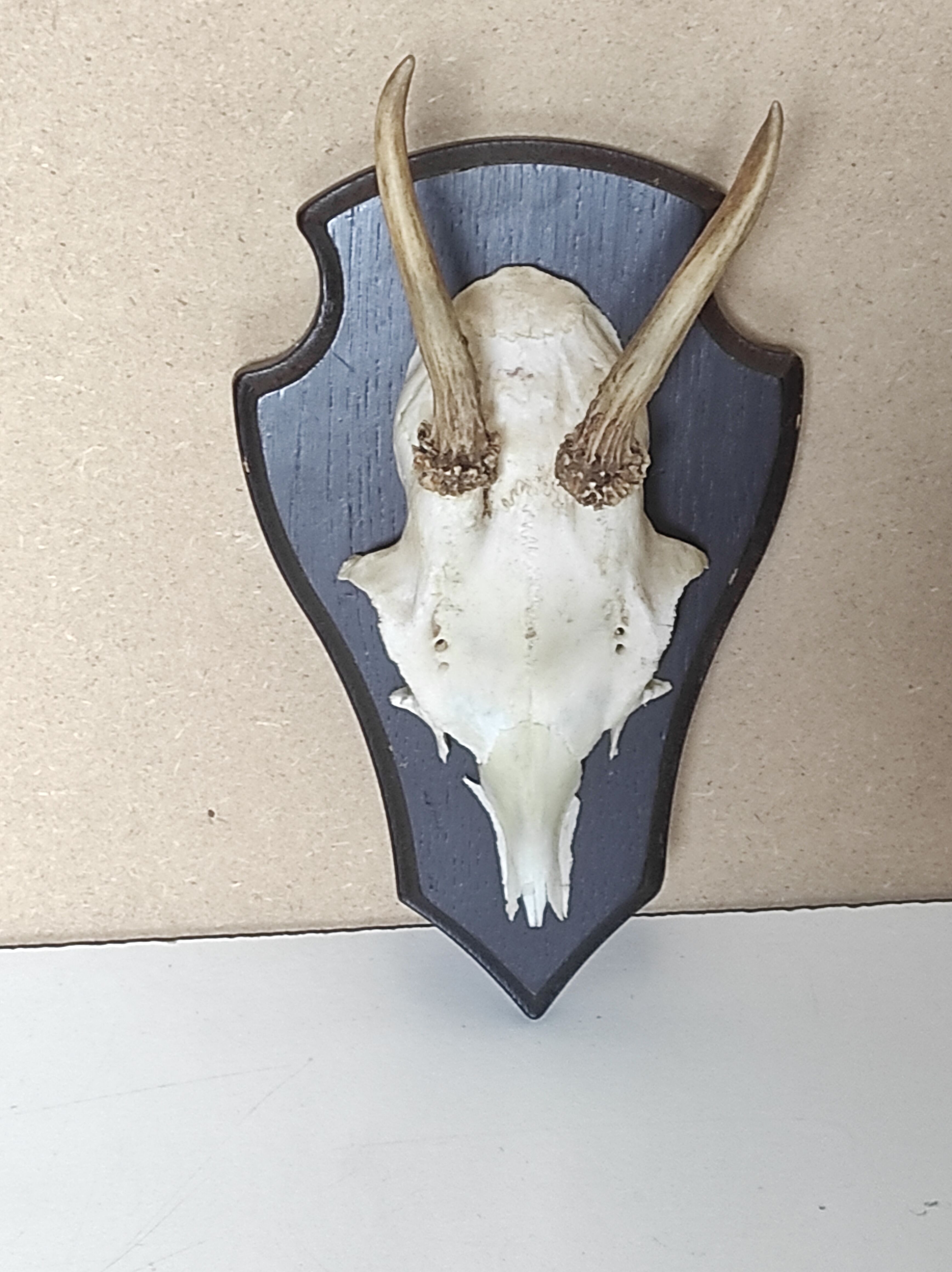 Massacre young deer hunting trophy on dark varnished oak wood crest