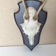 Massacre young deer hunting trophy on dark varnished oak wood crest