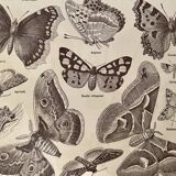 Lithographie gravure sur les papillons de 1922