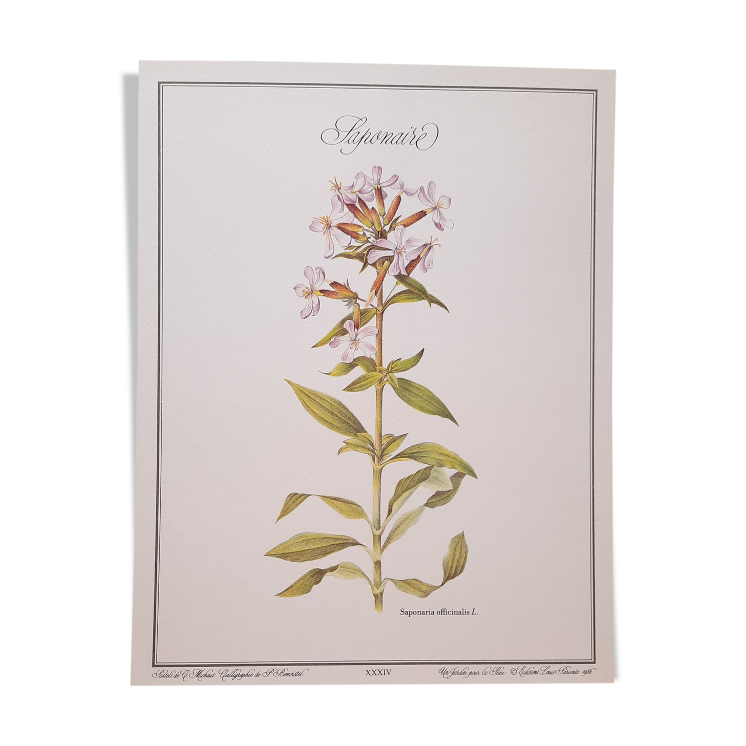 Saponary botanical plate