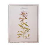 Saponary botanical plate