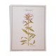 Saponary botanical plate
